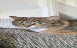 Mixed Breed cats for adoption: Hiyori & Ollie - beautiful pair - Image 14