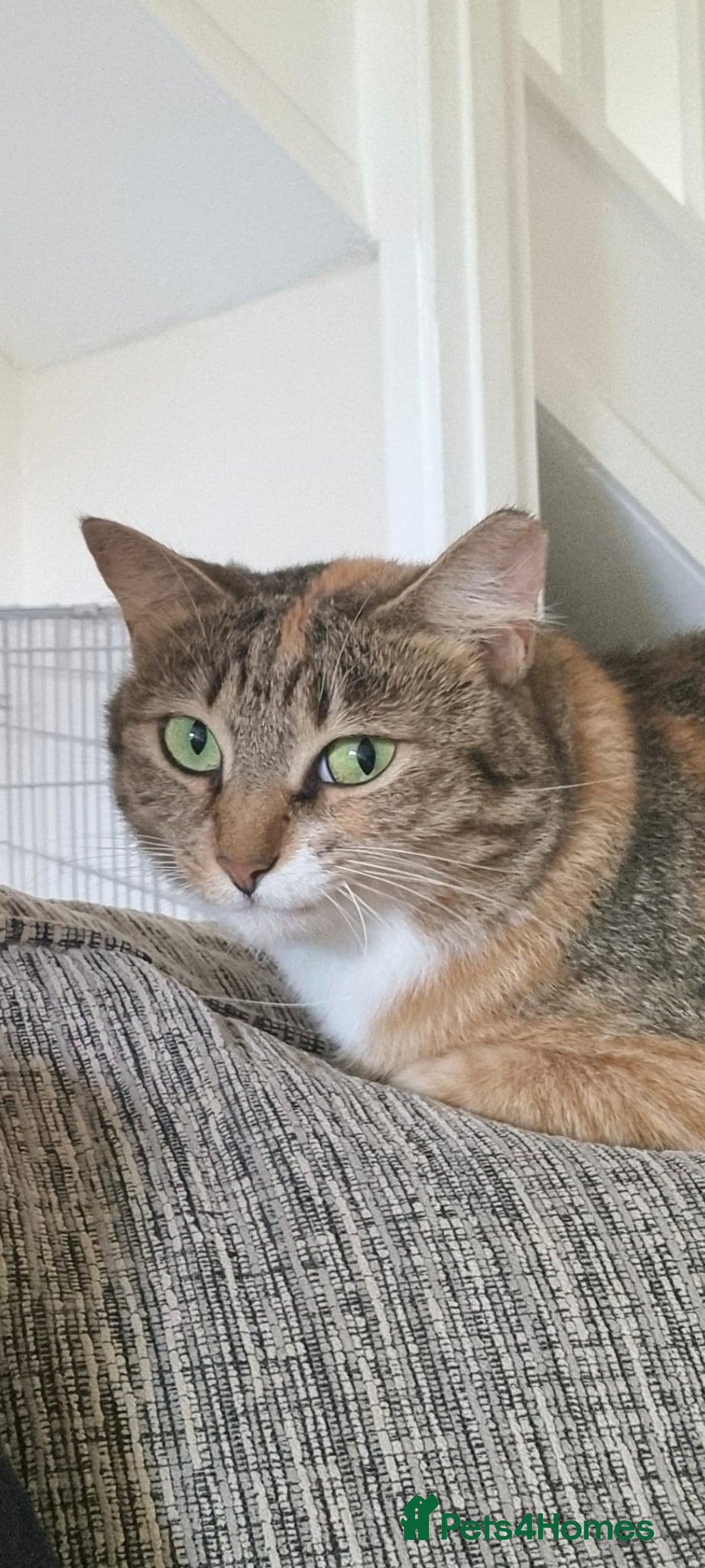 Mixed Breed cats for adoption: Hiyori & Ollie - beautiful pair - Image 14