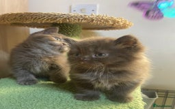 British Longhair cats for sale: Purebred Chocolate British longhair  kittens  - Image 7