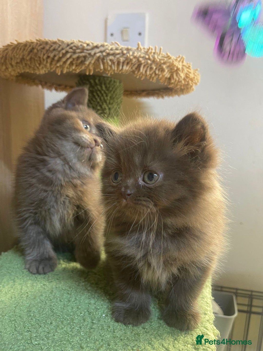 British Longhair cats for sale: Purebred Chocolate British longhair  kittens  - Image 7