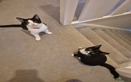 American Shorthair cats for sale: Ozzie and Lillie  - Advert 1
