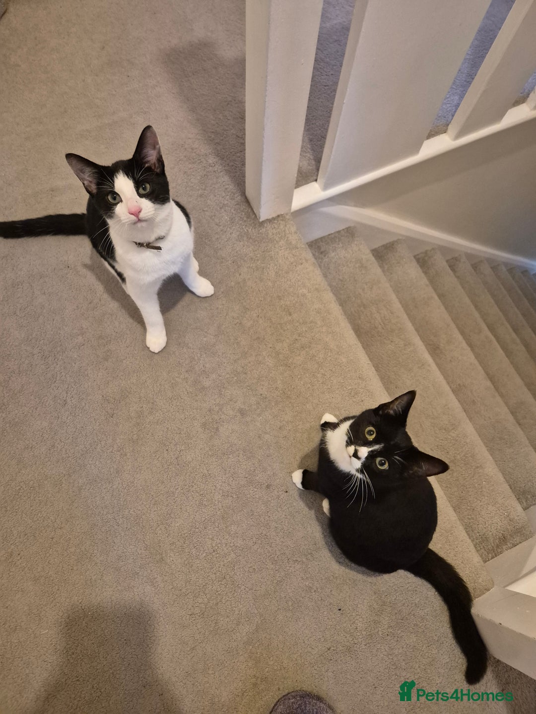 American Shorthair cats for sale: Ozzie and Lillie  - Advert 1