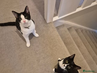 American Shorthair cats for sale: Ozzie and Lillie - Advert 1