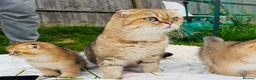 Scottish Fold cats for sale: 1.6 years old lovely female Scottish Fold Cat in Manchester - Advert 2