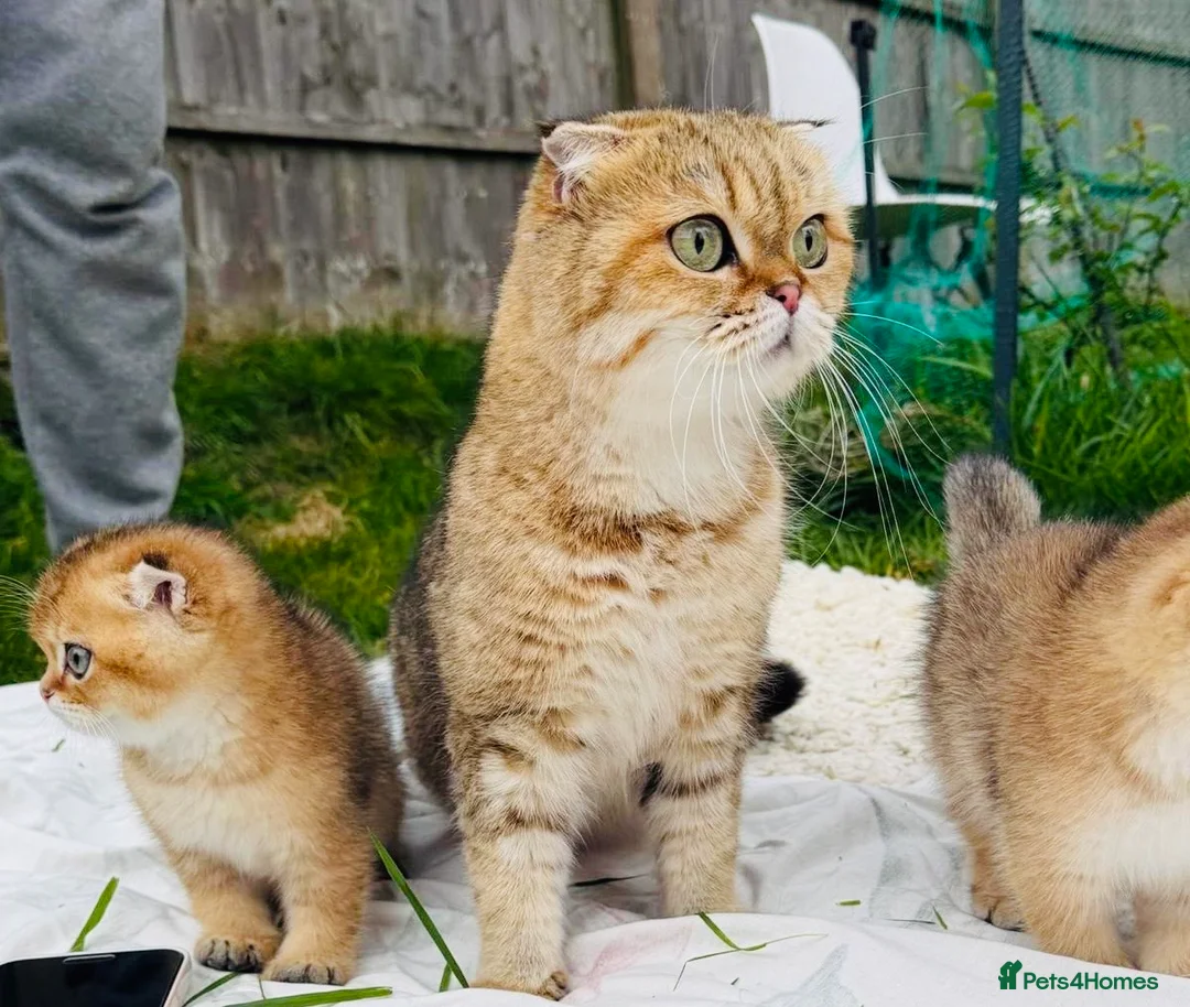 Scottish Fold cats for sale: 1.6 years old lovely female Scottish Fold Cat in Manchester - Advert 2