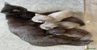 Mixed Breed cats - Advert 3