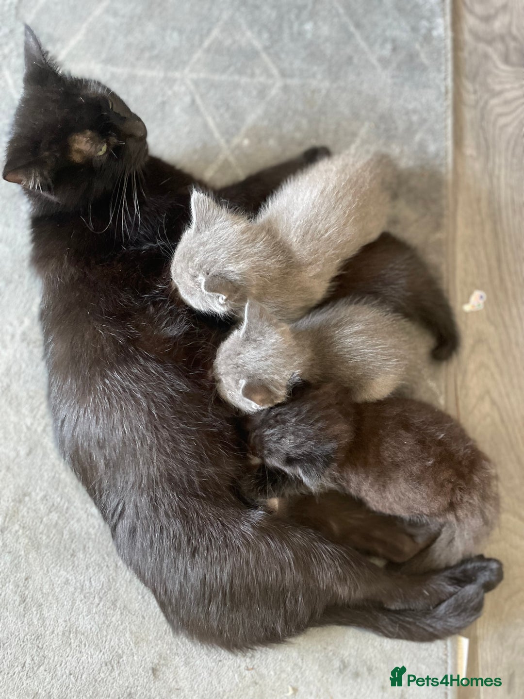 Mixed Breed cats for sale: Ragdoll cross beautiful friendly kittens - Image 2