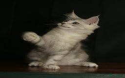 Maine Coon cats for sale: Two mainecoons kittens Sally and Harry silver - Image 5