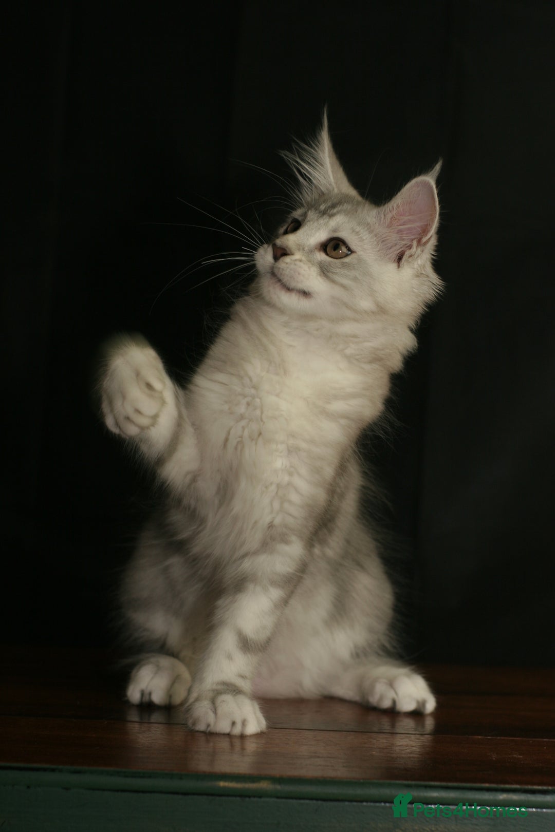 Maine Coon cats for sale: Two mainecoons kittens Sally and Harry silver - Image 5