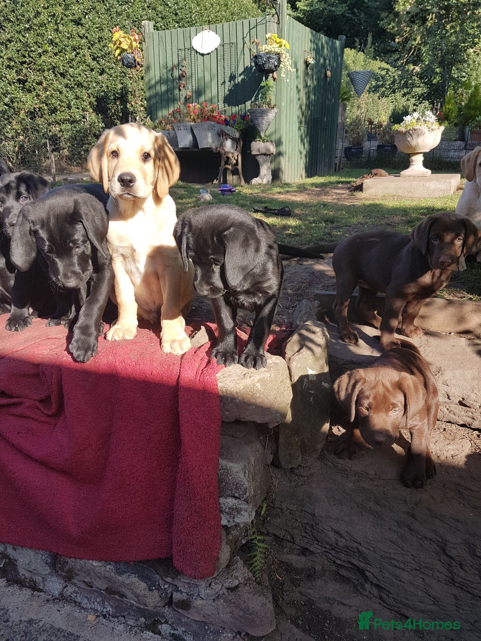 Labrador Retriever dogs Excellent KC Registered Labrador puppies  - Advert 2