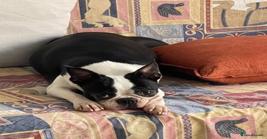Boston Terrier dogs - Advert 6