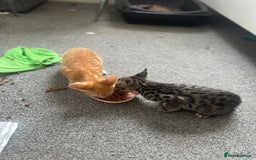 Manx cats for sale: Beautiful Banx Kittens  - Image 3