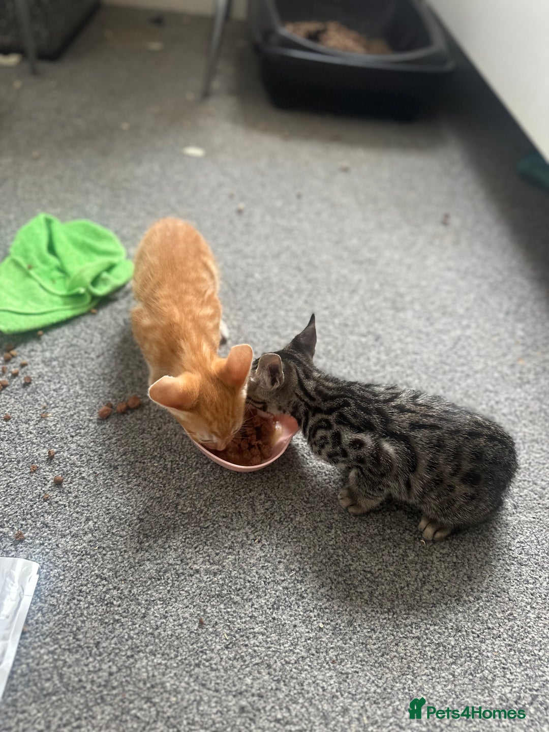 Manx cats for sale: Beautiful Banx Kittens  - Image 3