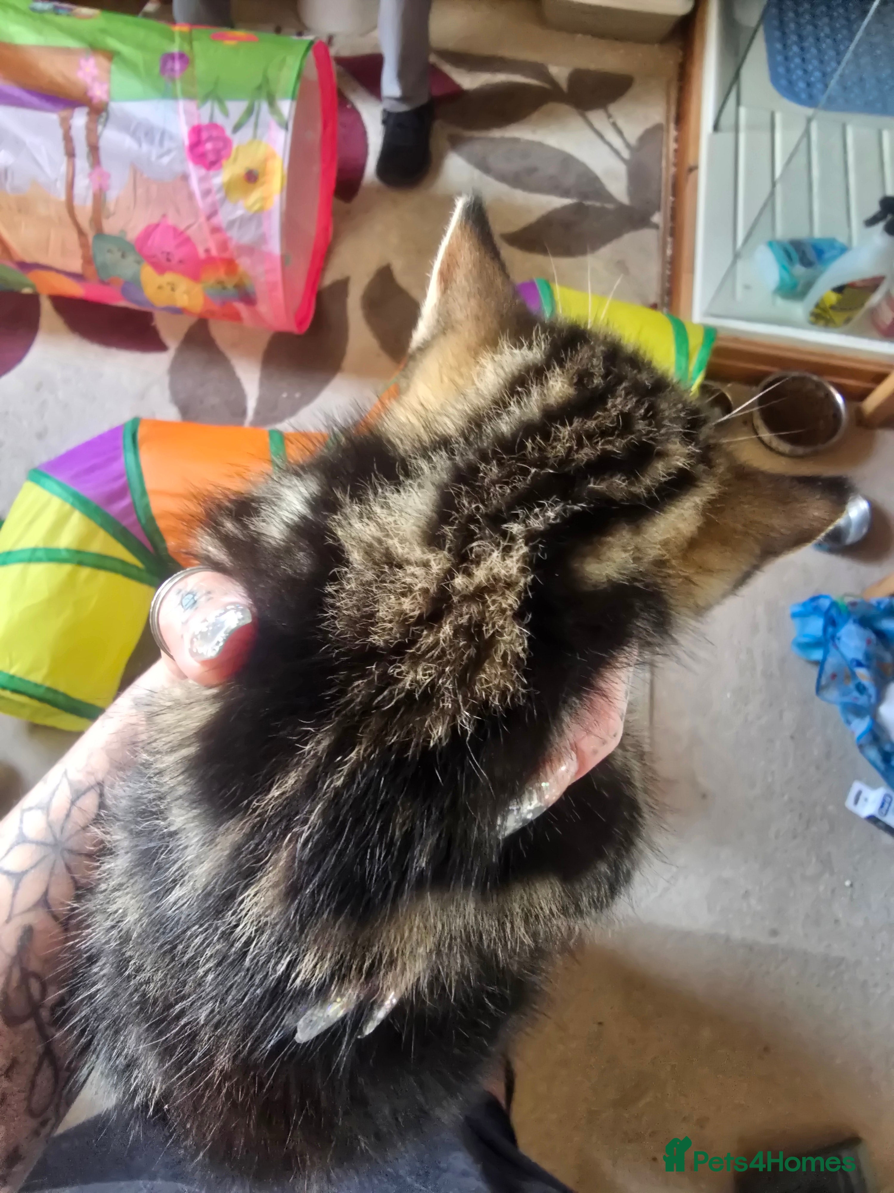 Mixed Breed cats for sale: 5 beautiful kittens looking for their forever home in Fleetwood - Advert 11