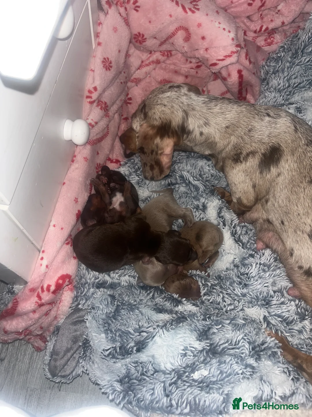 Miniature Dachshund dogs for sale: ❤️ Miniature Dachshunds ❤️ - Advert 1
