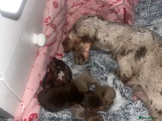 Miniature Dachshund dogs ❤️ Miniature Dachshunds ❤️ - Advert 14