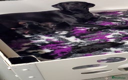 Labrador Retriever dogs for sale: Black Labrador Pup's  - Image 2