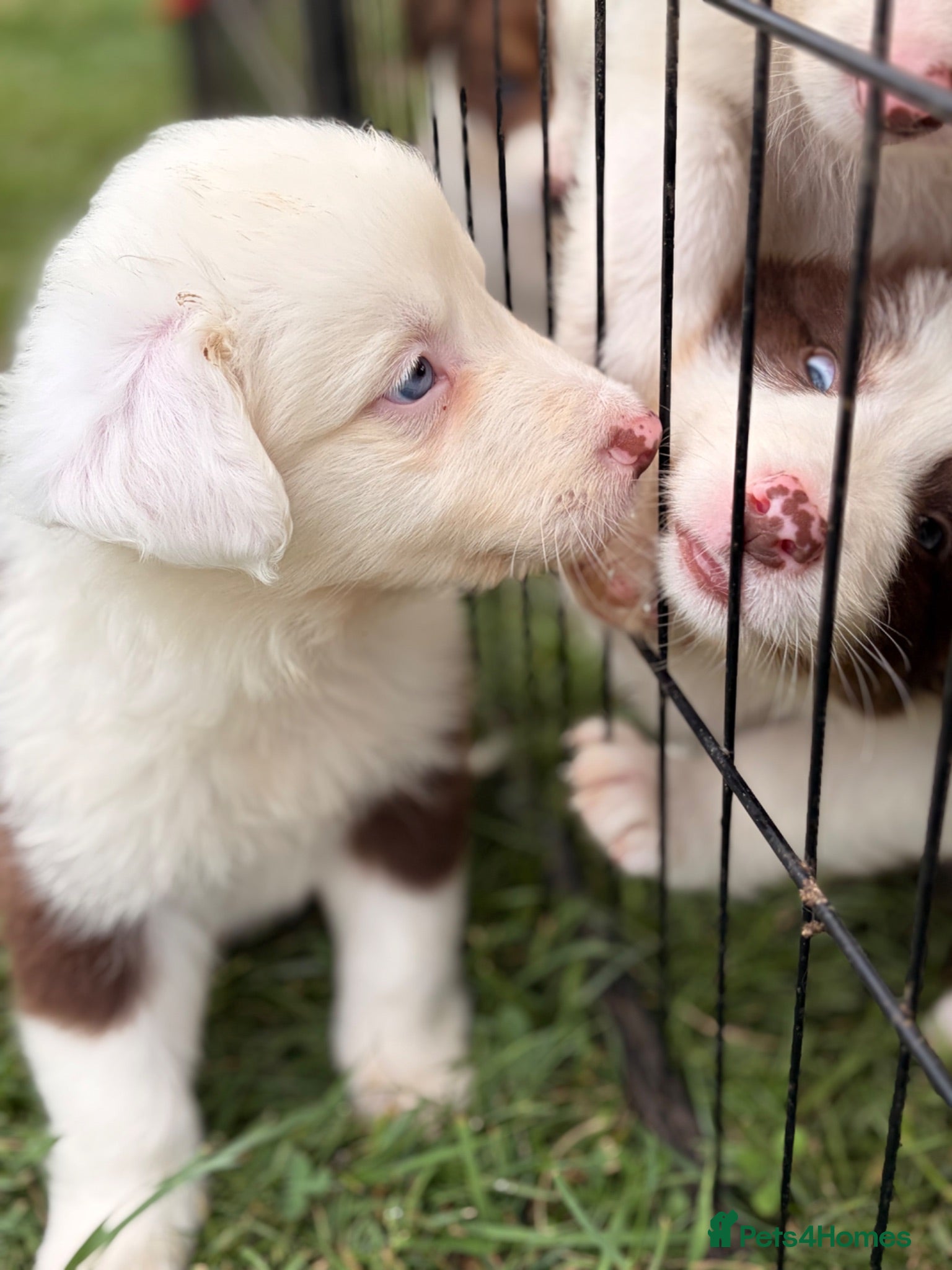 Border Collie dogs BEAUTIFUL BC PUPS, HEALTH TESTED CLEAR PARENTS  - Advert 1