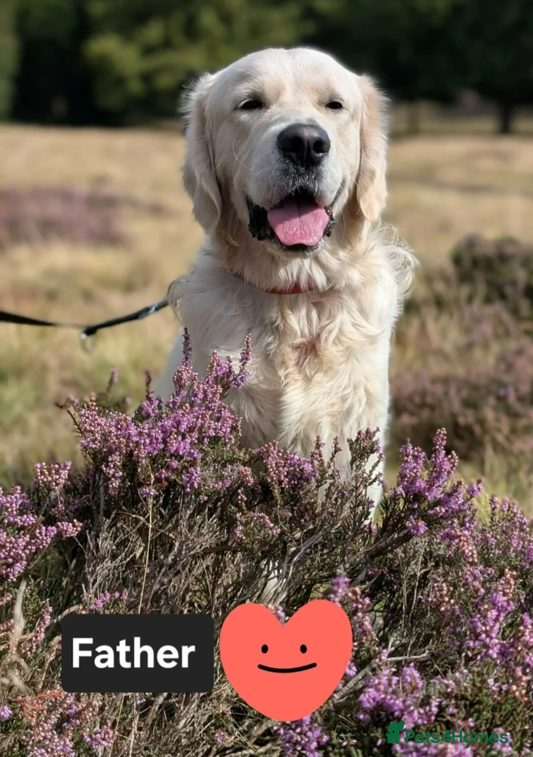 Golden Retriever dogs for sale: Beautiful Golden Retriever Puppies  - Advert 6