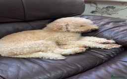 Toy Poodle dogs for sale: Gorgeous Fox Red Toy Poodle Females😍 - Image 10