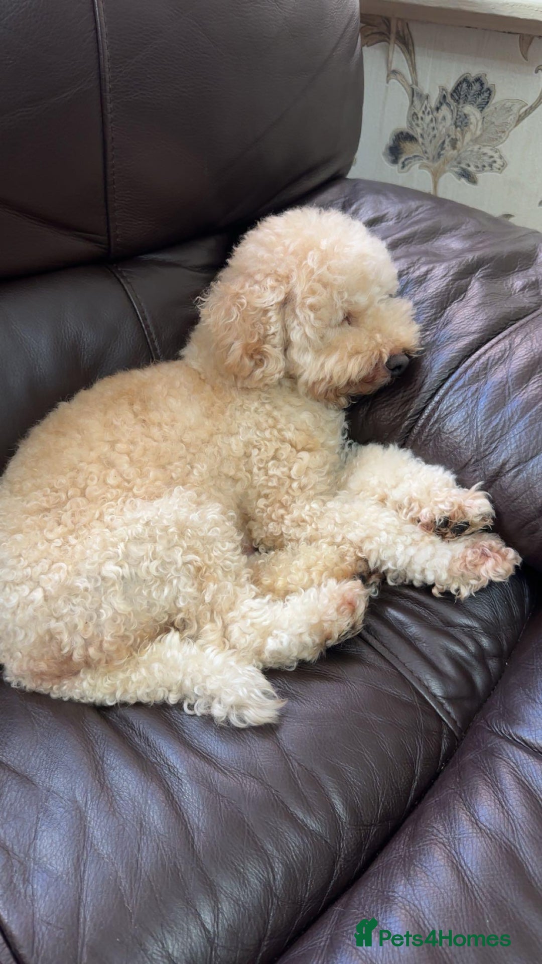 Toy Poodle dogs for sale: Gorgeous Fox Red Toy Poodle Females😍 - Image 10