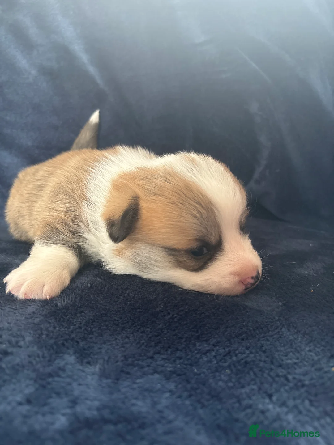 Welsh Corgi Pembroke dogs for sale: Welsh Pembrokeshire corgi puppies in Chester - Advert 2