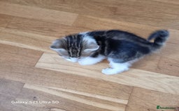 Mixed Breed cats for sale: 5 Cute Kittens For Sale!!! - Image 8