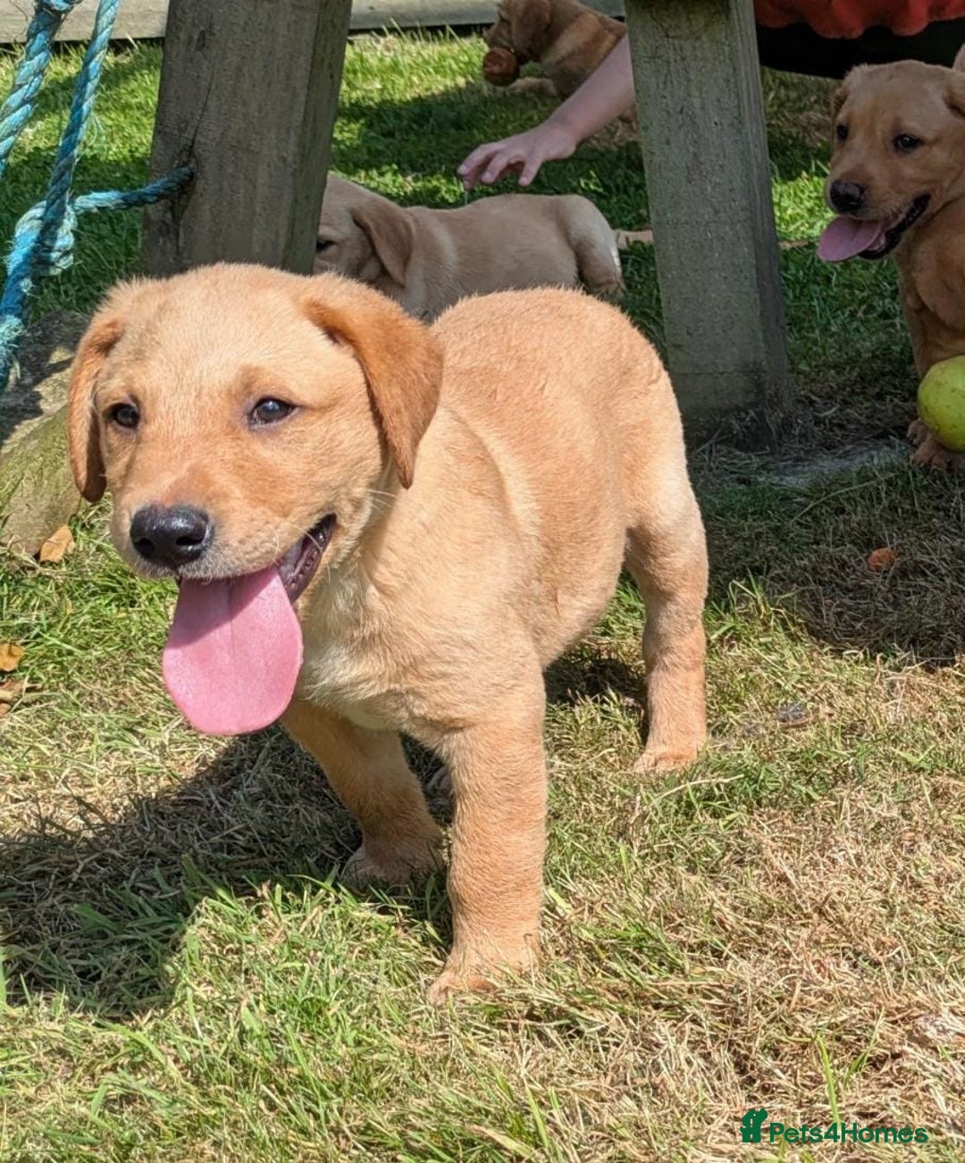 Labrador Retriever dogs for sale: Fully Health Checked Labrador Puppies - Image 3