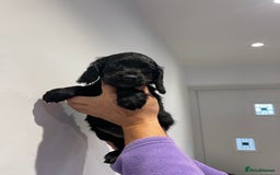 Cocker Spaniel dogs for sale: Stunning cocker spaniel puppies  - Image 14