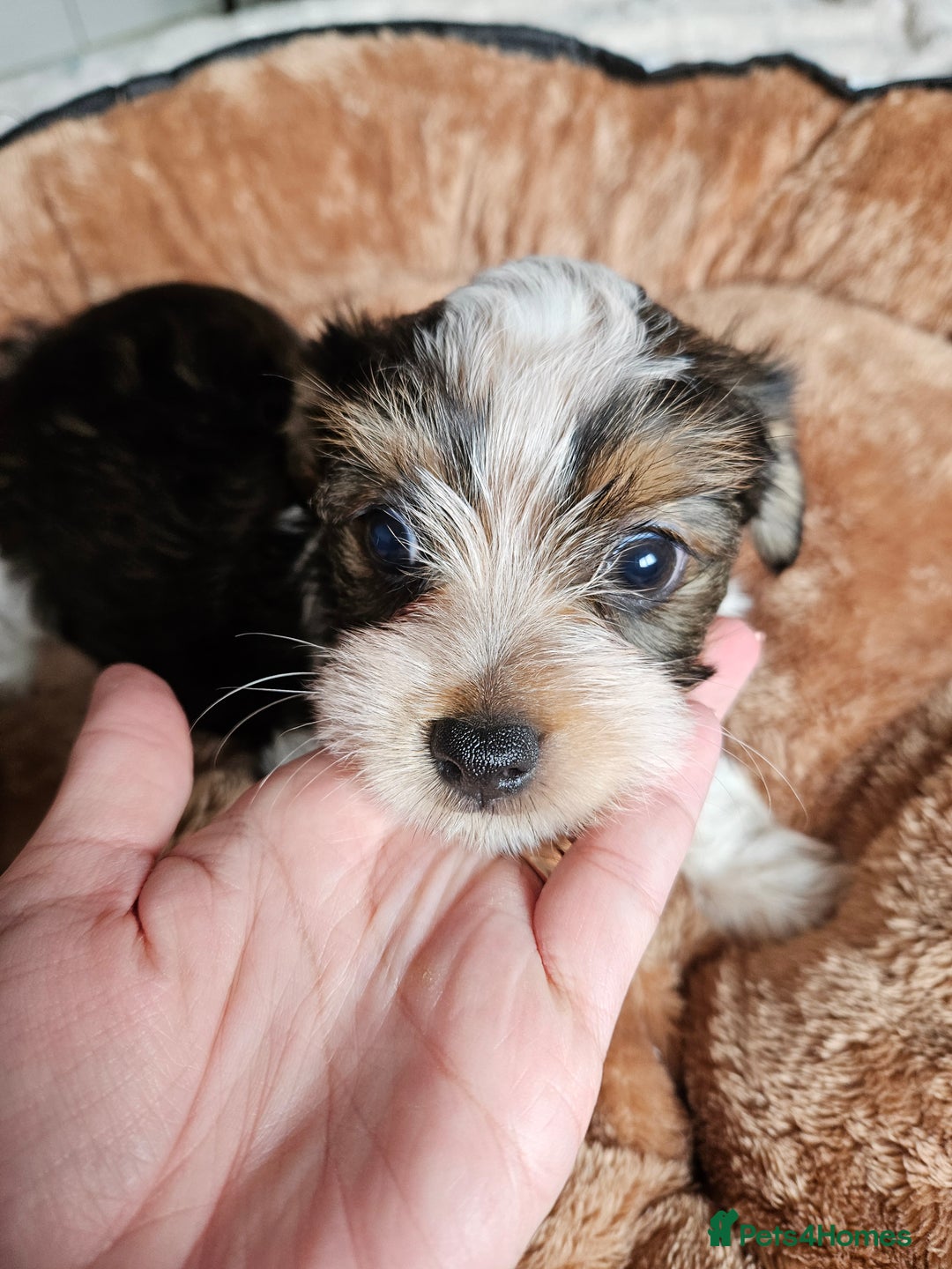 Yorkshire Terrier dogs for sale: DNA tested parents possible Dilution Yorkies - Image 26