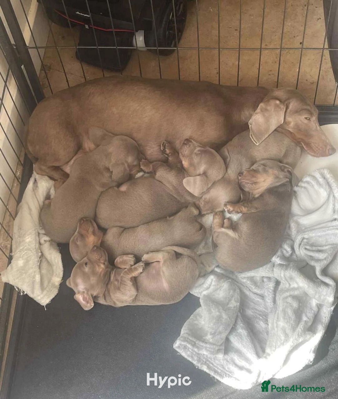 Dachshund dogs for sale: Miniature dachshund - Image 9