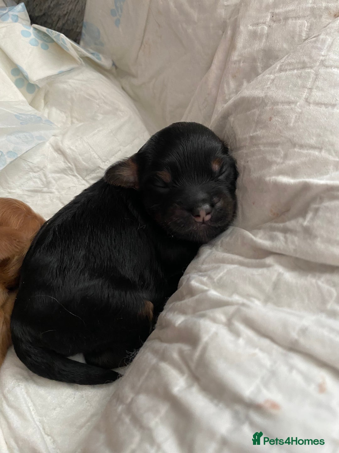 Cockapoo dogs for sale: F1b cockapoo video call viewings available  - Advert 8