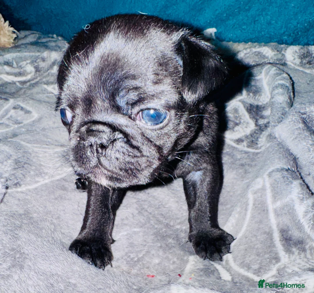Pug dogs for sale: Pug puppies  - Advert 3