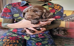 Cocker Spaniel dogs for sale: KC working cocker spaniels pups - Image 5