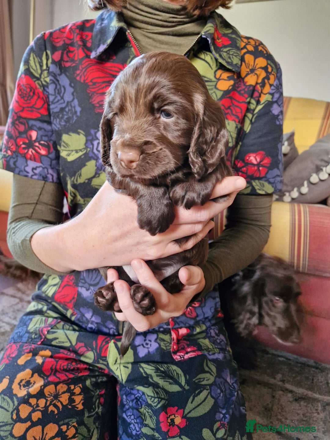 Cocker Spaniel dogs for sale: KC working cocker spaniels pups - Image 5