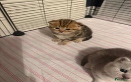 British Shorthair cats for sale: 🥰Beautiful kittens with rare colouring🥰 - Image 6
