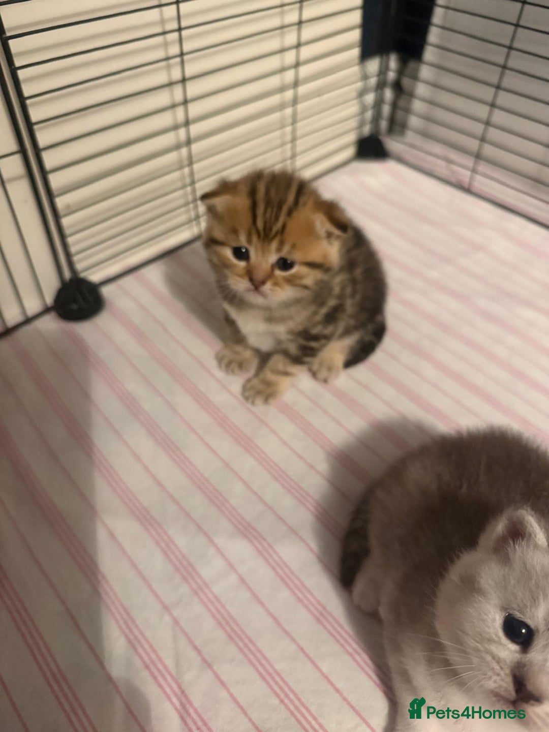 British Shorthair cats for sale: 🥰Beautiful kittens with rare colouring🥰 - Image 6