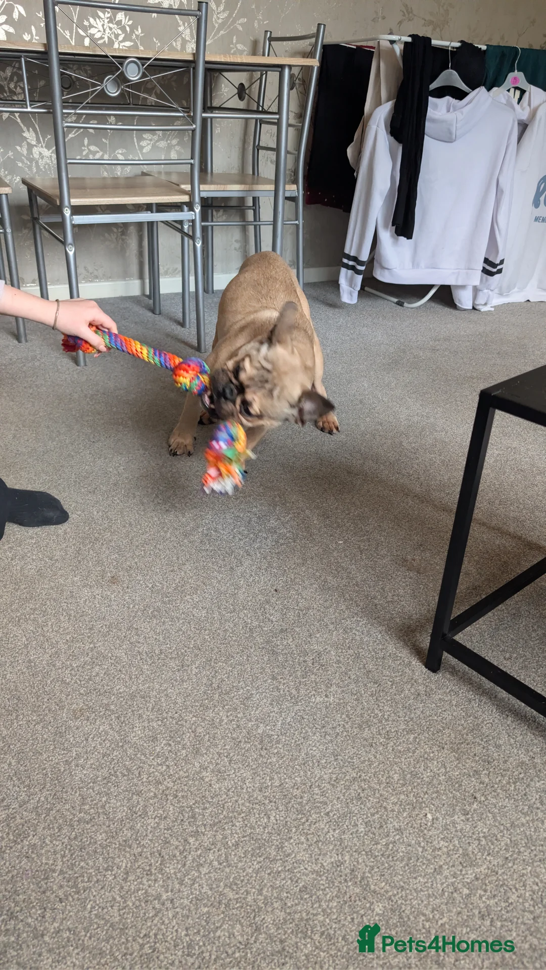 Mixed Breed dogs for sale: 8 month old pup Max in Great Yarmouth - Advert 3