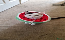 Mixed Breed cats for sale: Free to re home - Image 1