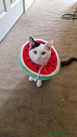 Mixed Breed cats - Advert 10