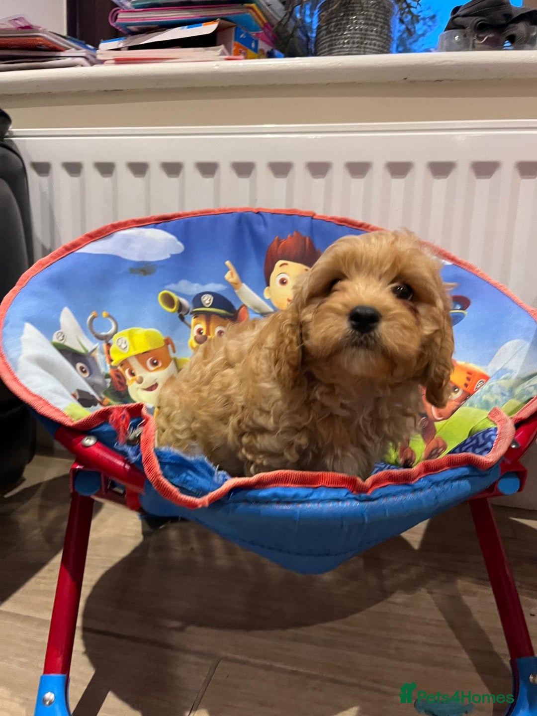 Cavapoo dogs for sale: F1 Cavapoo puppies - Image 4