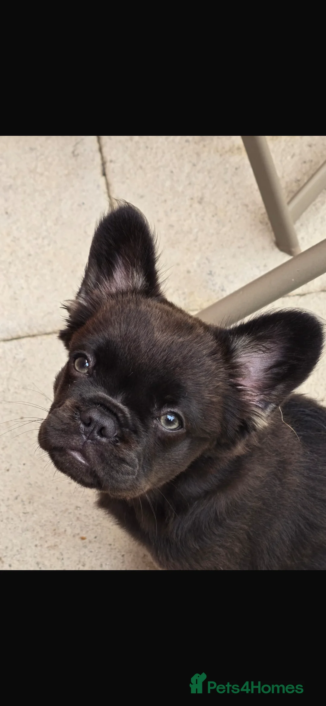 French Bulldog dogs for stud: FULL FLUFFY FRENCHIE KC REGISTERED Small compact  in Haywards Heath - Advert 6