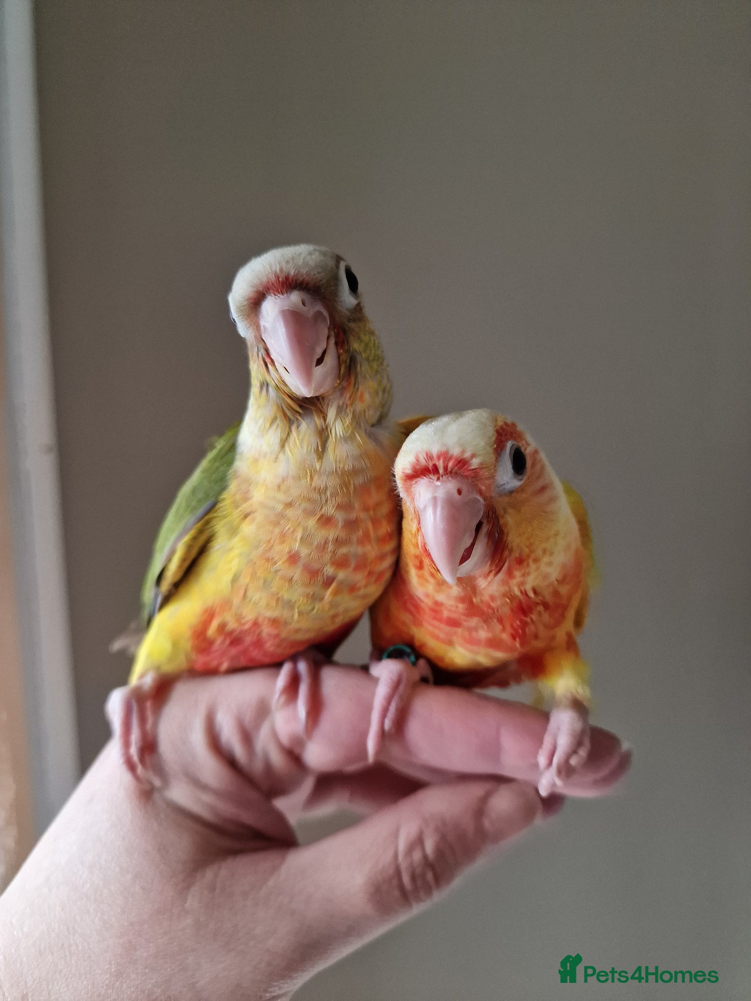 Conures birds Beautiful fully hand reared conure baby's  - Advert 9