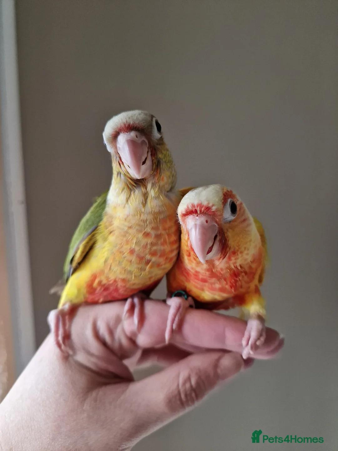 Conures birds for sale: Beautiful fully hand reared conure baby's  - Advert 1