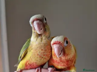 Conures birds Beautiful fully hand reared conure baby's - Advert 9