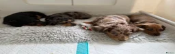 Miniature Dachshund dogs for sale: Quality miniature dachshund puppies  - Advert 9