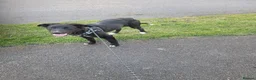 Mixed Breed dogs for sale: Collie cross Greyhound 9 months old in Barton-upon-Humber - Advert 9