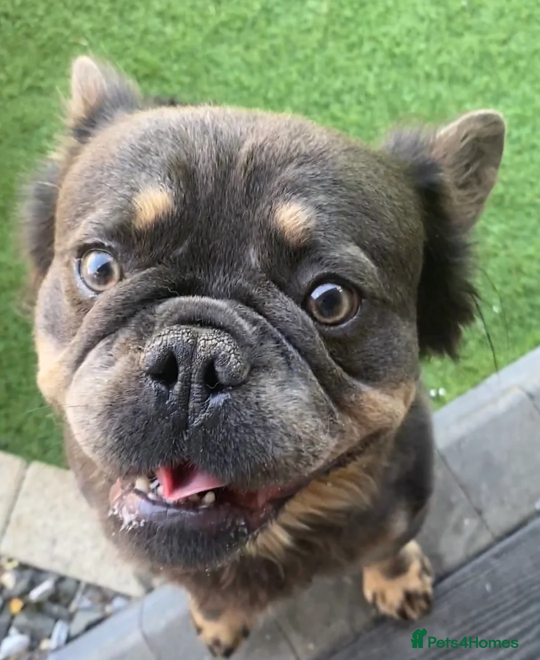 French Bulldog dogs for sale: Fluffy Frenchie boy - Advert 5