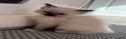 Ragdoll cats for sale: GCCF registered Ragdoll kittens - Advert 25