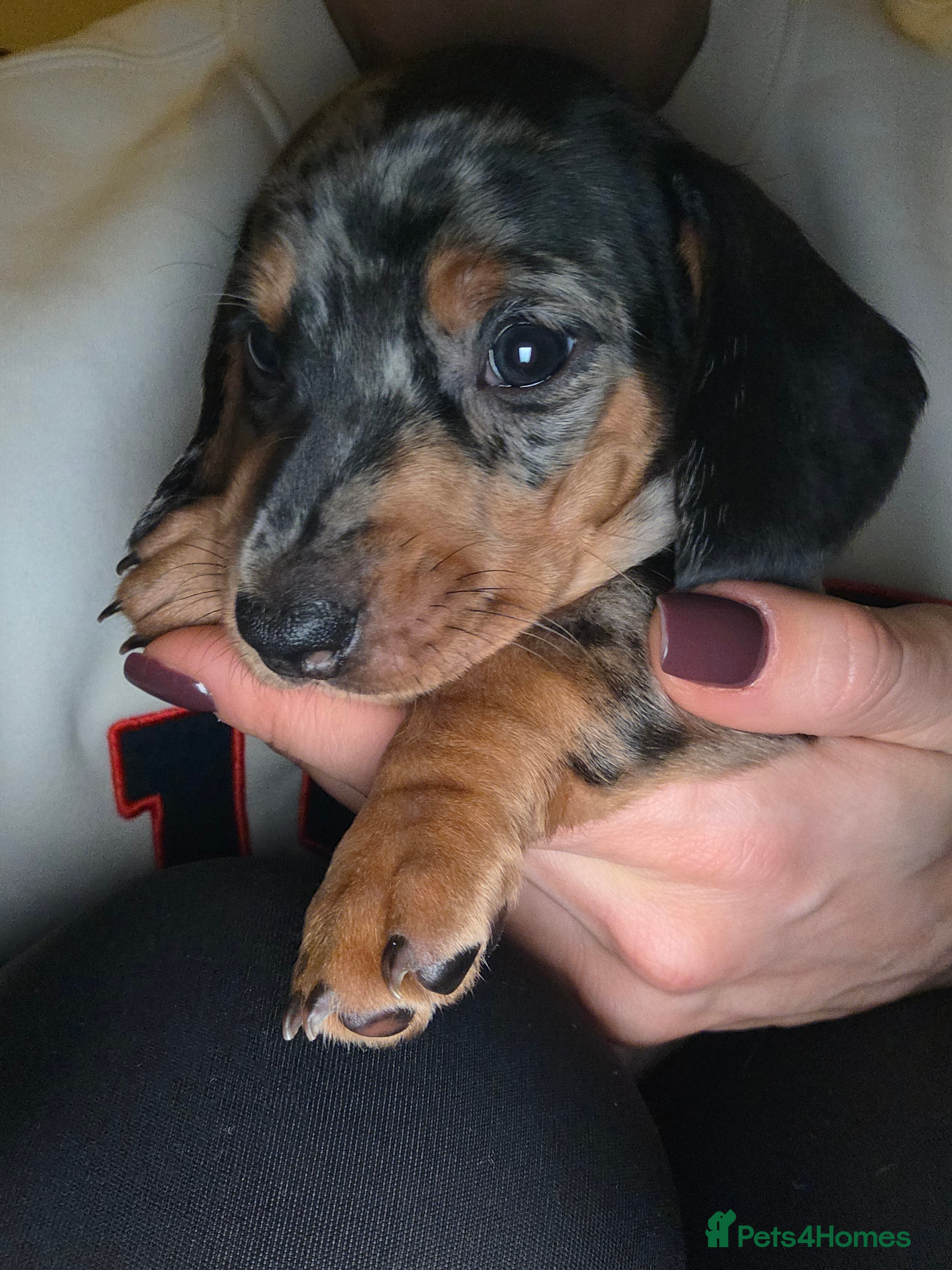 Dachshund dogs Standard Dachshund Puppies - Advert 15